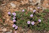 Erodium absinthoides