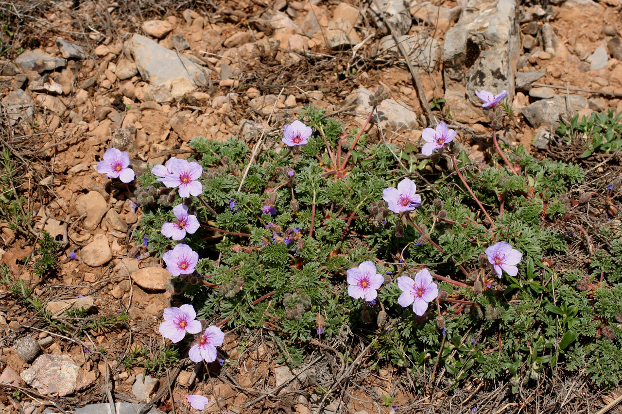 Изображение особи Erodium absinthoides.