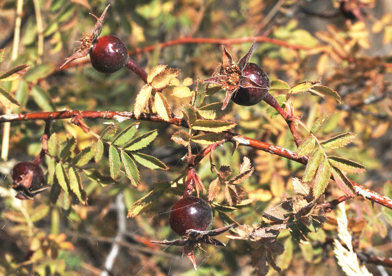 Image of Rosa kokanica specimen.