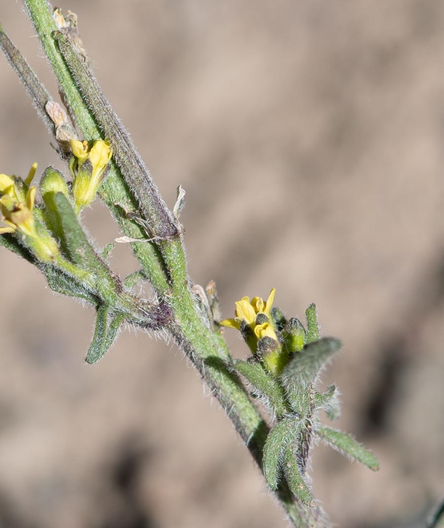 Image of Sisymbrium officinale specimen.