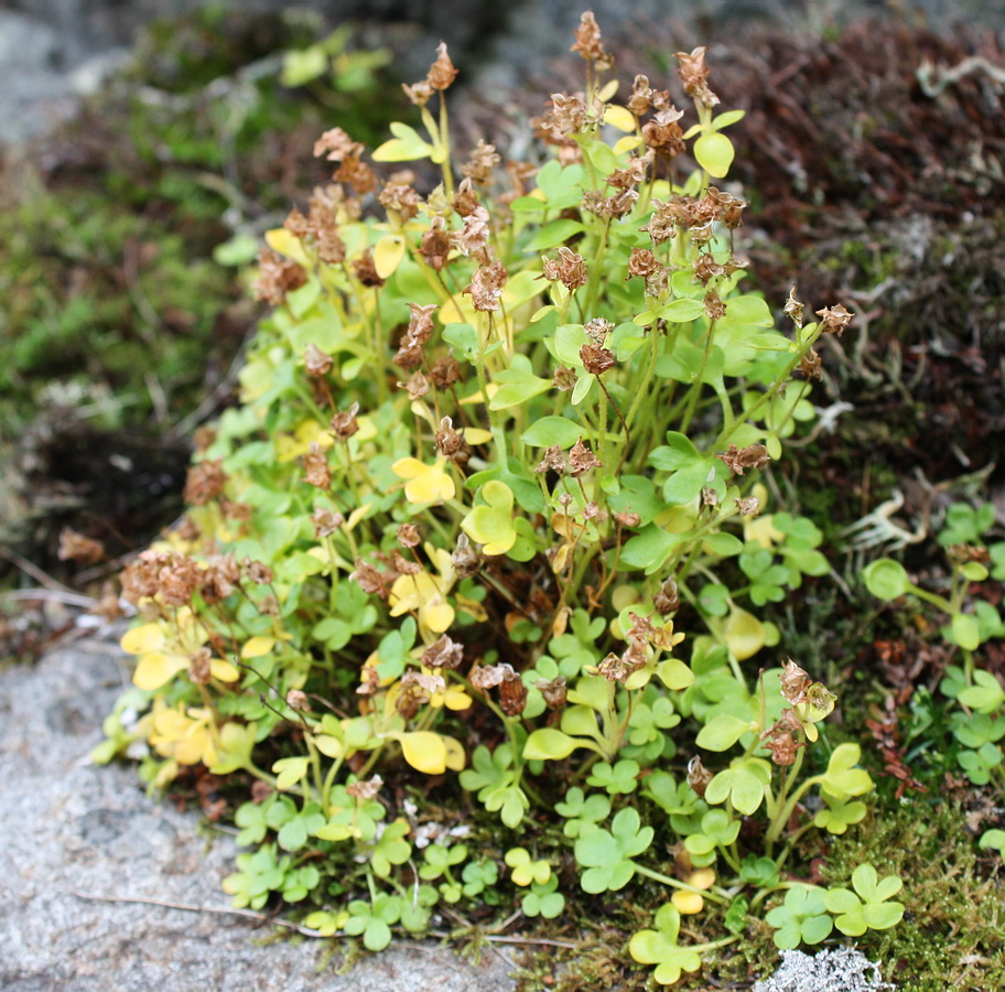 Изображение особи Saxifraga rivularis.