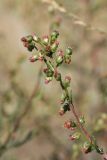 Artemisia campestris