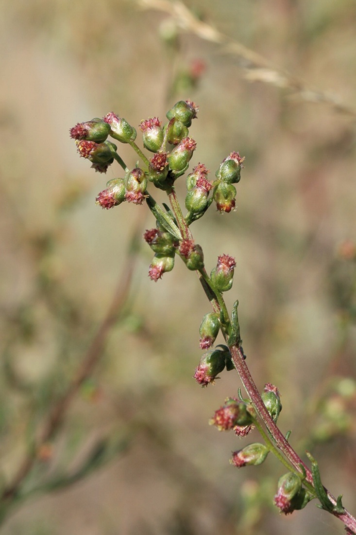 Изображение особи Artemisia campestris.