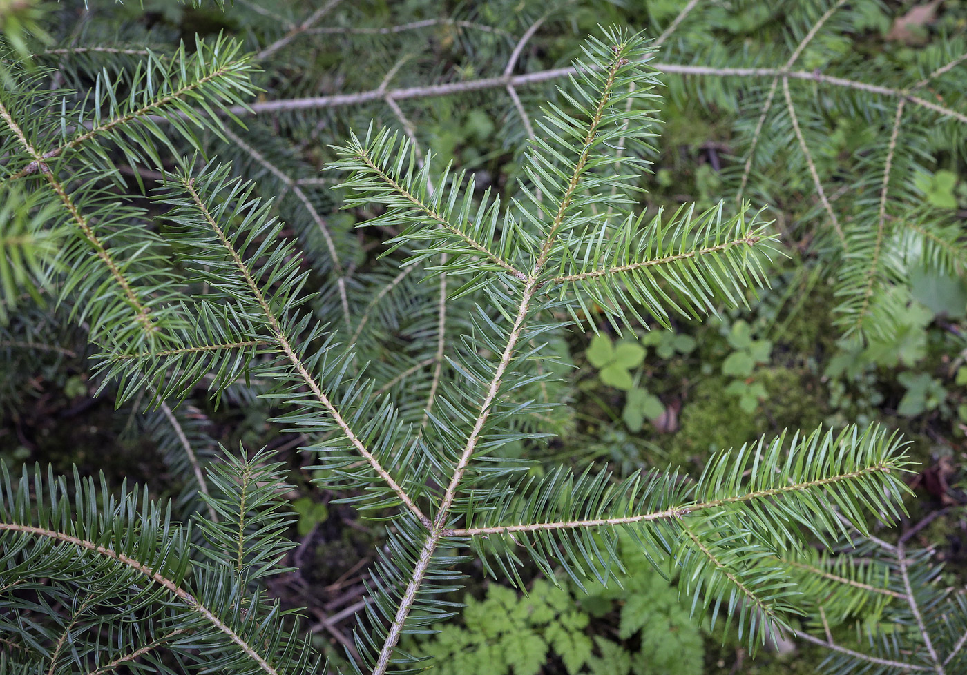 Image of Abies cephalonica specimen.