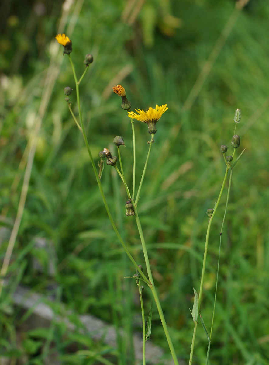 Image of Sonchus arvensis ssp. uliginosus specimen.