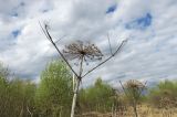 Heracleum sosnowskyi. Верхушка высохшего отплодоносившего растения. Новая Москва, окр. дер. Ярцево, залежь с северной стороны дороги местного значения. 03.05.2019.