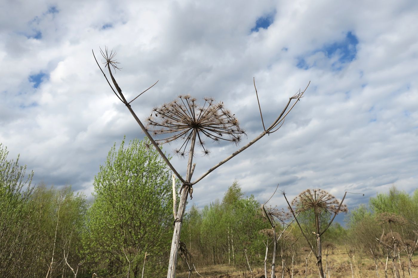 Изображение особи Heracleum sosnowskyi.