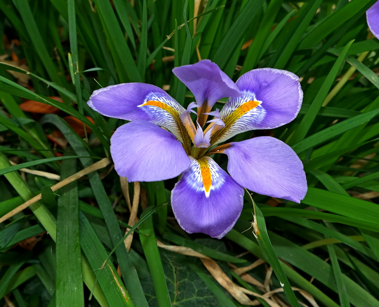 Изображение особи Iris unguicularis.