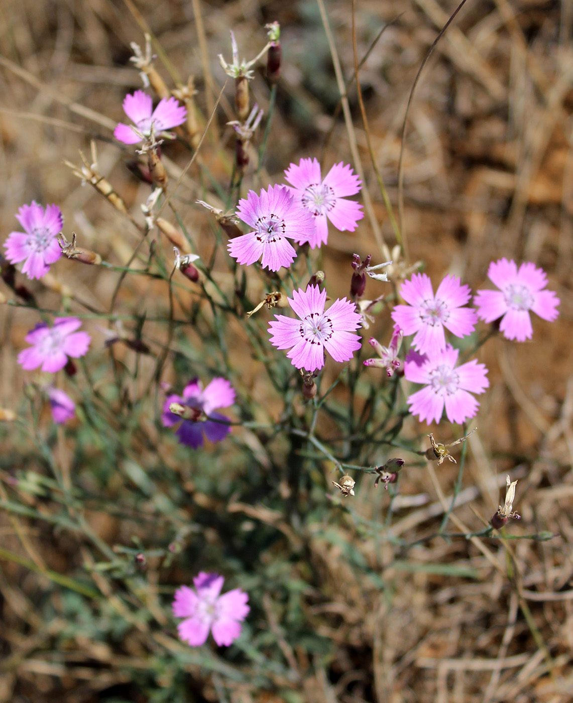 Изображение особи род Dianthus.