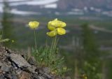 Papaver pulvinatum. Цветущее растение с цветками и бутонами. Красноярский край, г. Норильск, окр. р-на Талнах, на склоне горы. 15.06.2015.