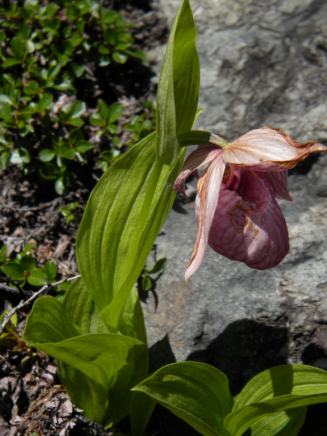 Image of Cypripedium macranthos specimen.