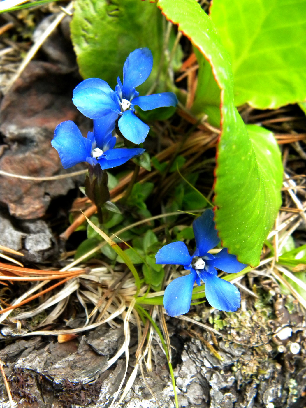 Image of Gentiana uniflora specimen.