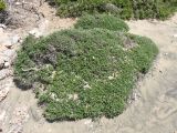 Lithodora hispidula. Цветущее растение. Греция, о. Родос, окр. мыса Прасониси, песчаный берег Средиземного моря. 9 мая 2011 г.