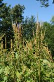 Rumex sylvestris. Верхушки плодоносящих растений. Санкт-Петербург, Старый Петергоф, парк \"Сергиевка\", лужайка у Китайского домика. 01.08.2020.