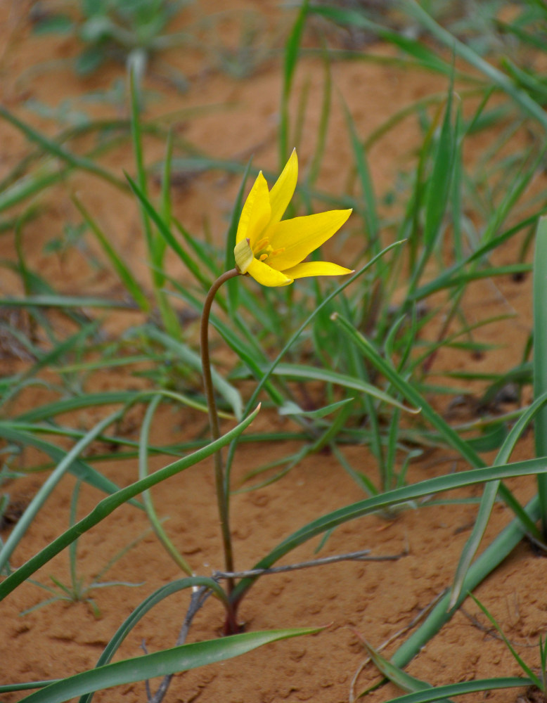 Image of Tulipa scythica specimen.