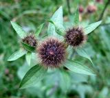 Centaurea carpatica. Верхушка растения с нераскрывшимися корзинками. Украина, Ивано-Франковская обл., Надворнянский р-н, природный заповедник \"Горганы\", Горганское отделение, поляна. 30 августа 2010 г.
