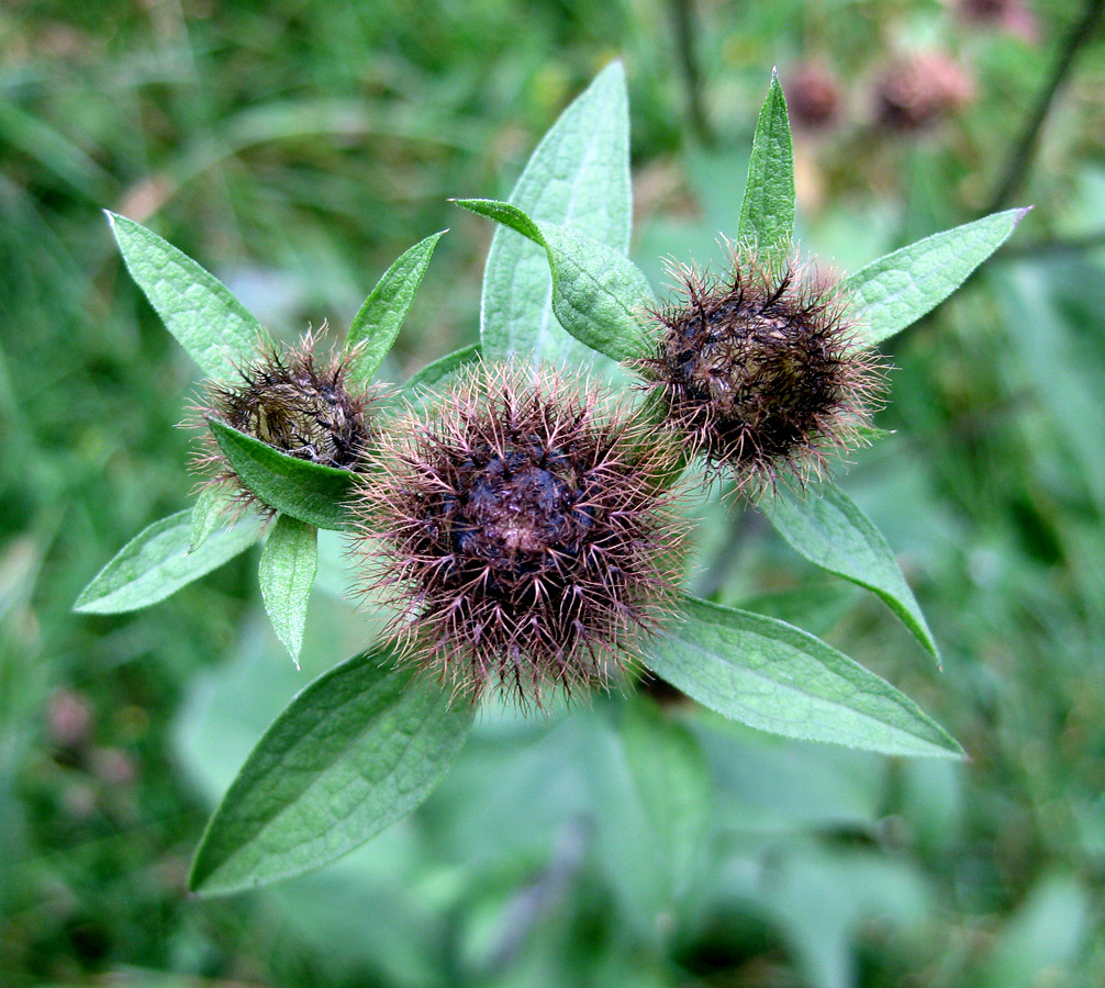 Изображение особи Centaurea carpatica.