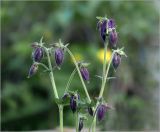 Aquilegia vulgaris