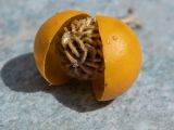 Solanum elaeagnifolium. Вскрытый сухой плод. Греция, Эгейское море, о. Сирос, окр. пос. Фабрика (Φάμπρικα), небрежно покошенный приусадебный участок. 16.04.2021.