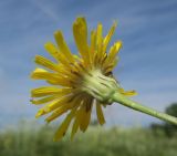 Crepis pannonica