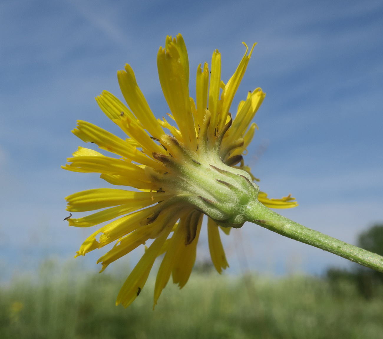 Изображение особи Crepis pannonica.