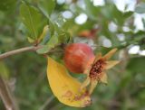 Punica granatum. Часть ветви с незрелым плодом. Казахстан, г. Актау, в городском озеленении. 21 июня 2021 г.