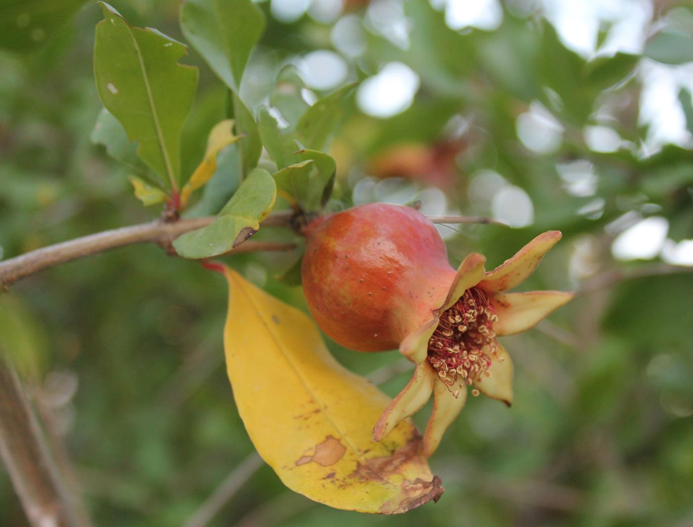 Изображение особи Punica granatum.