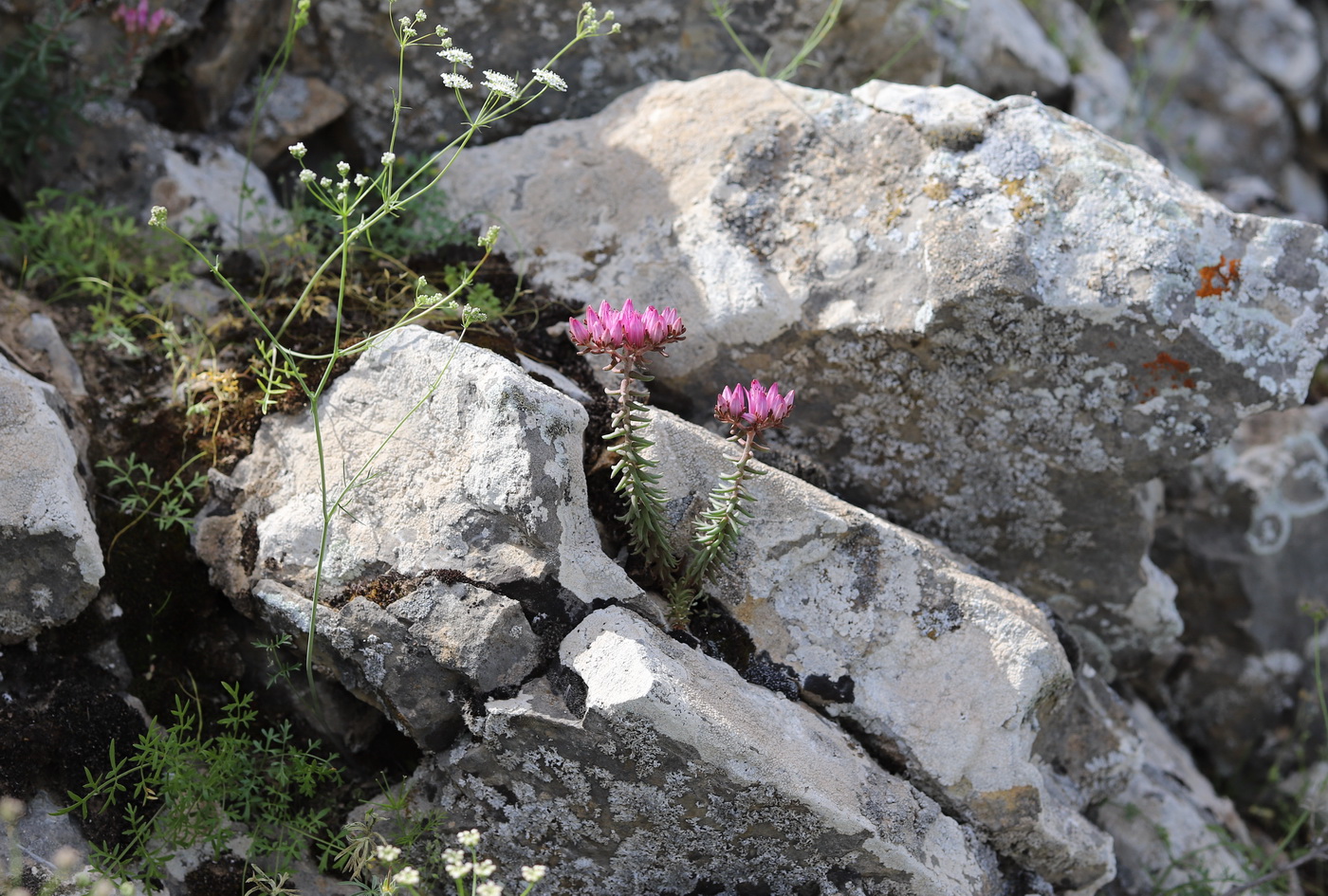 Изображение особи Pseudosedum multicaule.