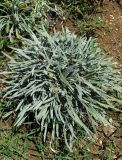 Gazania разновидность leucolaena