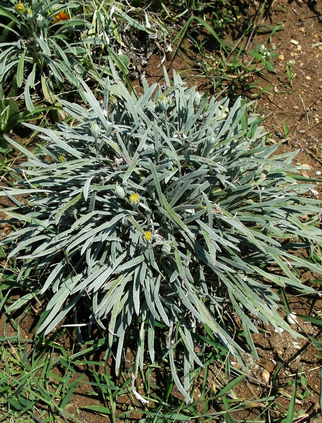 Image of Gazania rigens var. leucolaena specimen.