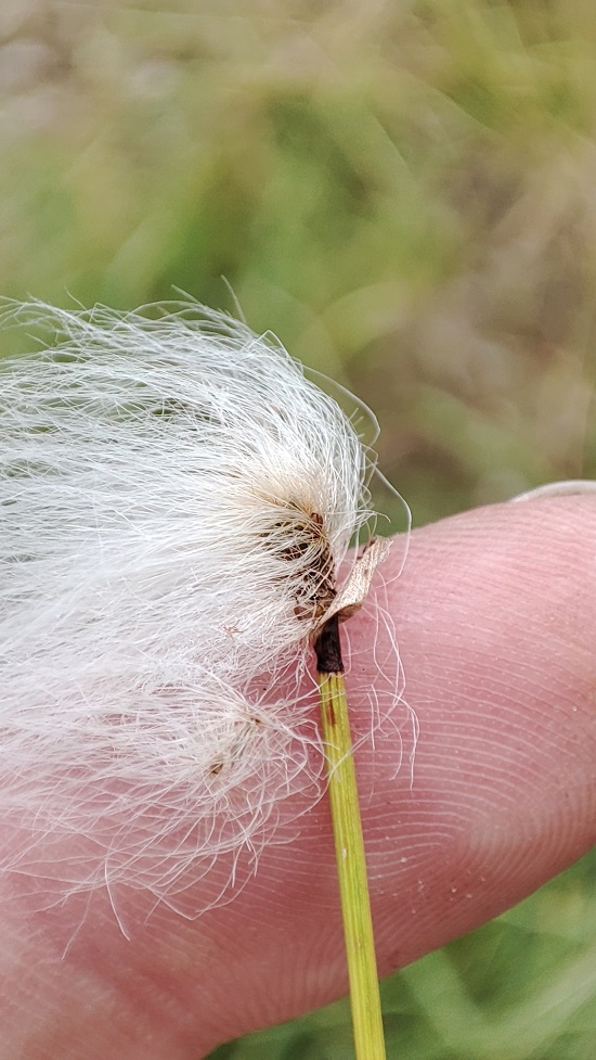 Изображение особи род Eriophorum.