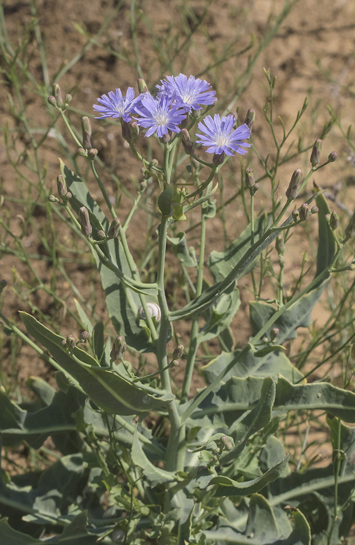 Изображение особи Lactuca tatarica.