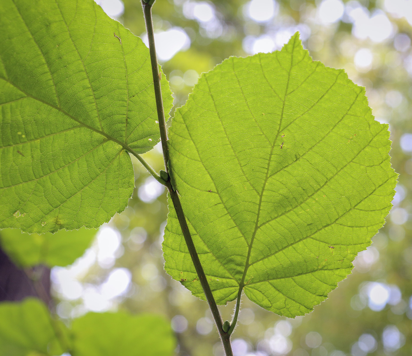 Image of Corylus avellana specimen.