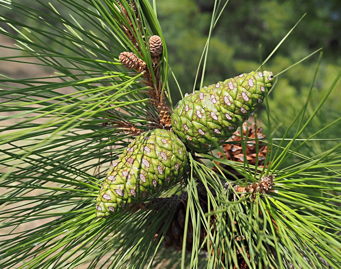 Изображение особи Pinus pityusa.