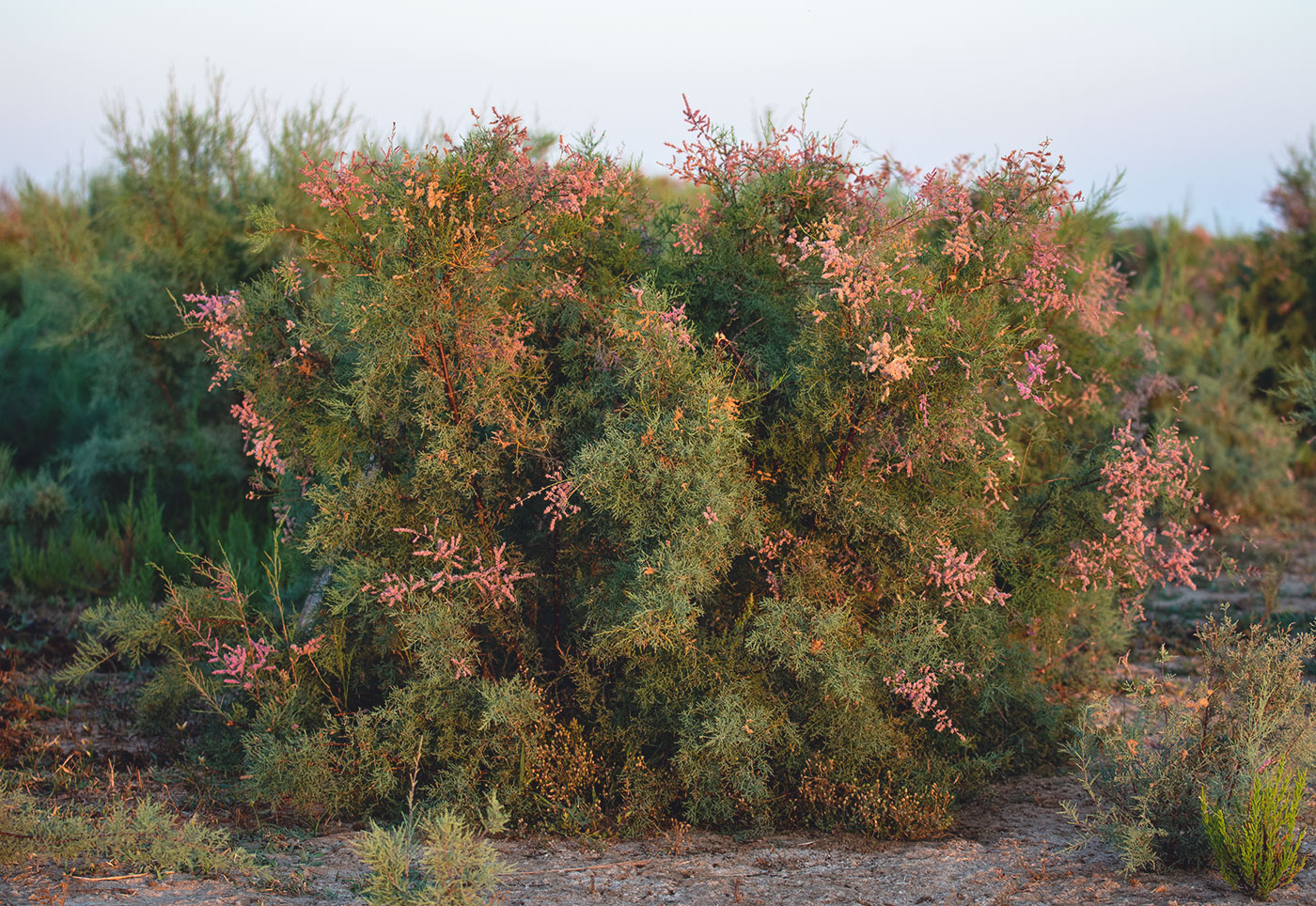 Image of genus Tamarix specimen.