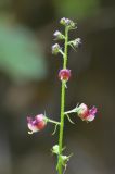 Scrophularia olympica