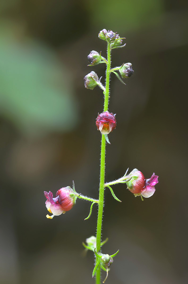 Изображение особи Scrophularia olympica.