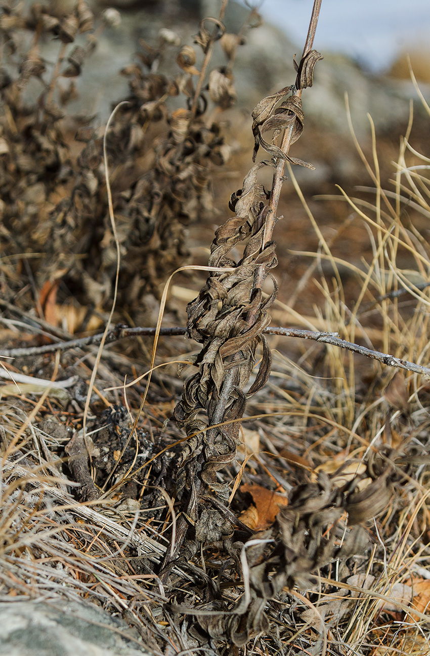 Image of Hieracium umbellatum specimen.