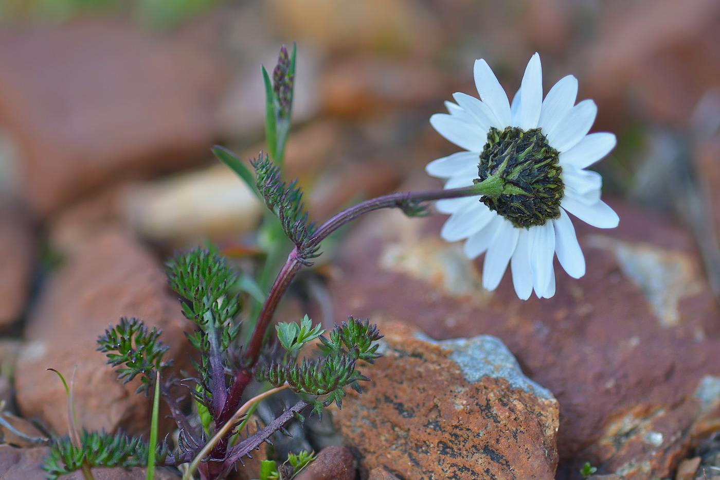 Image of Anthemis iberica specimen.