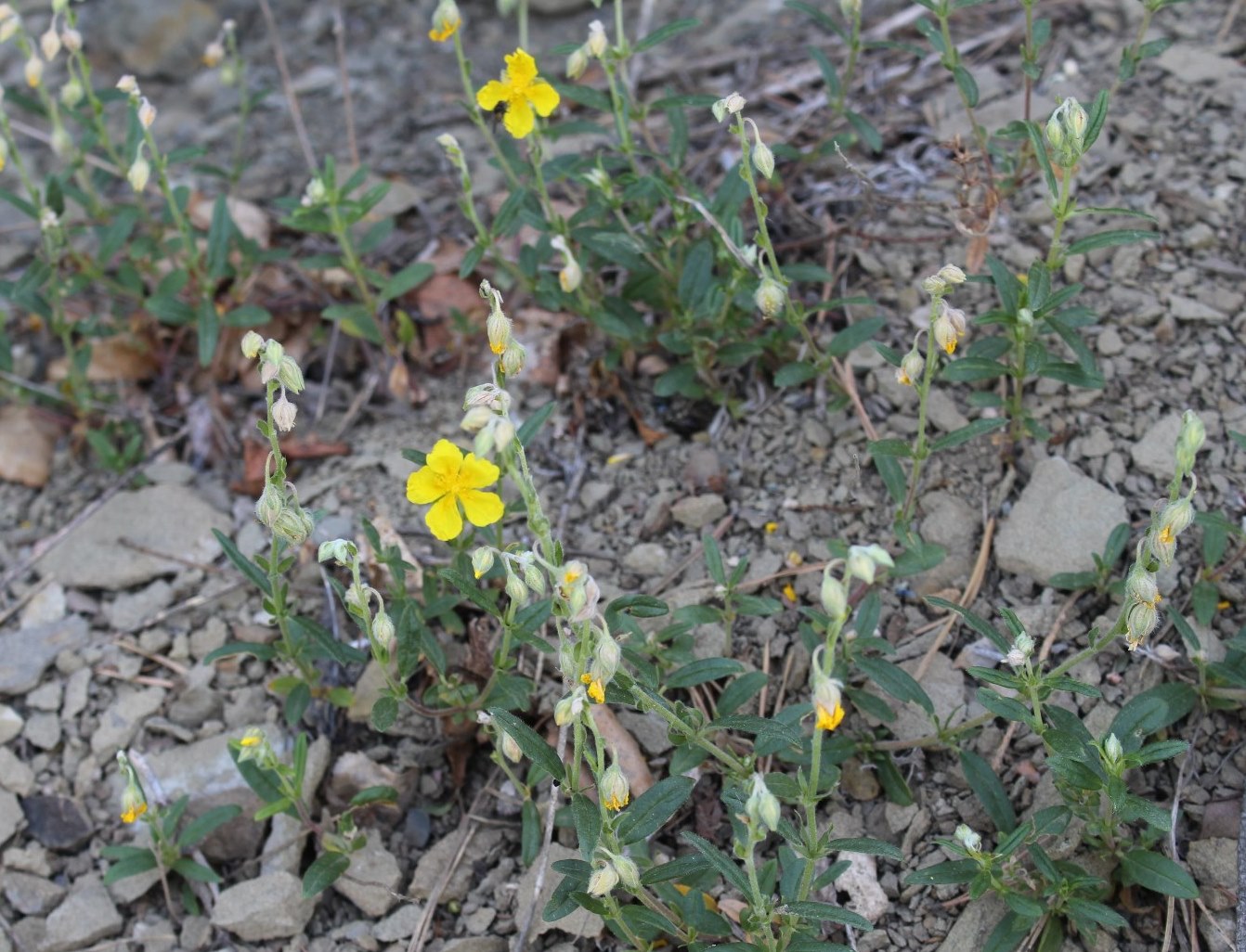 Изображение особи Helianthemum nummularium.