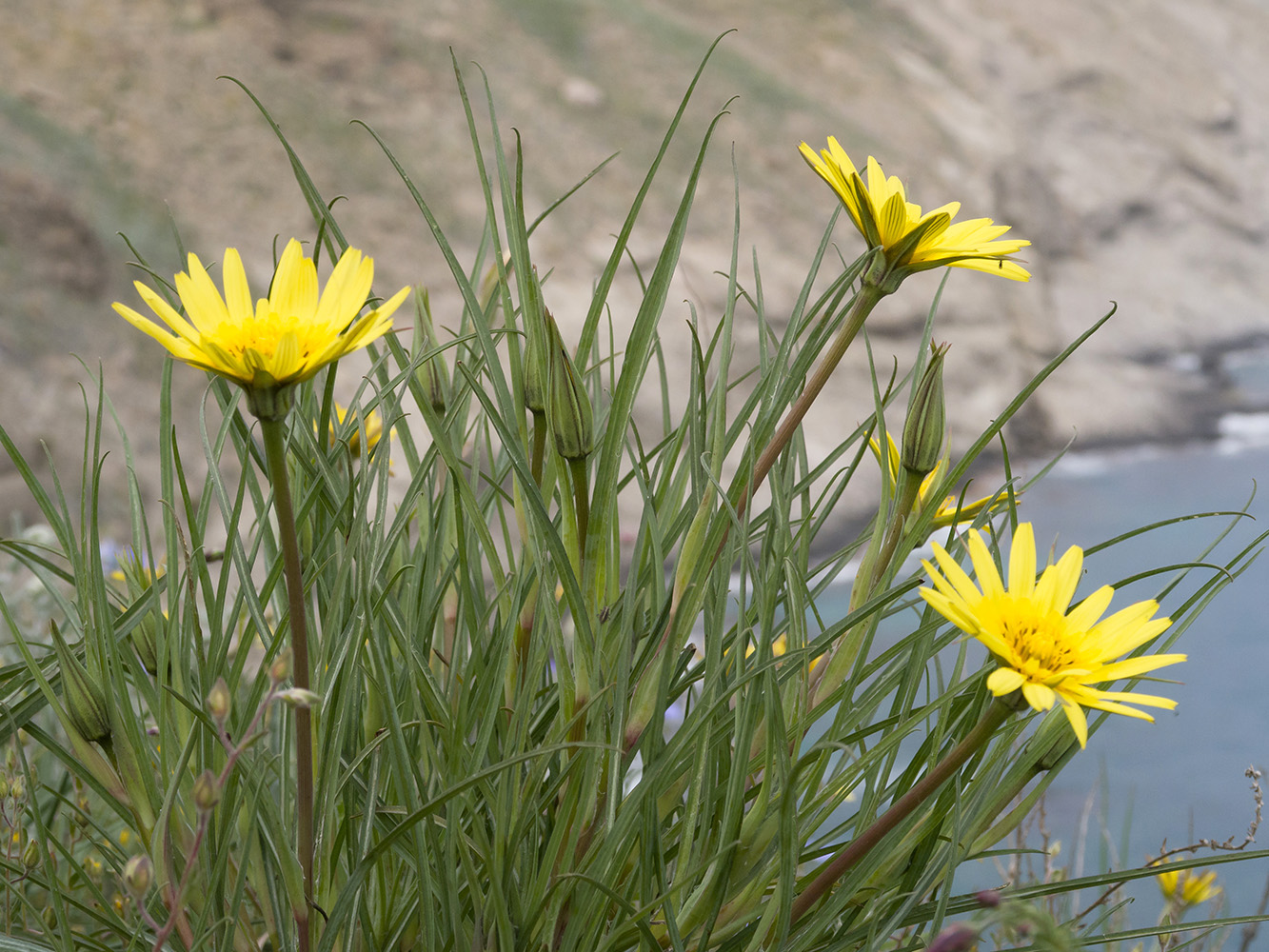 Изображение особи Tragopogon pusillus.