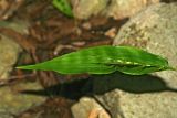 Oplismenus undulatifolius