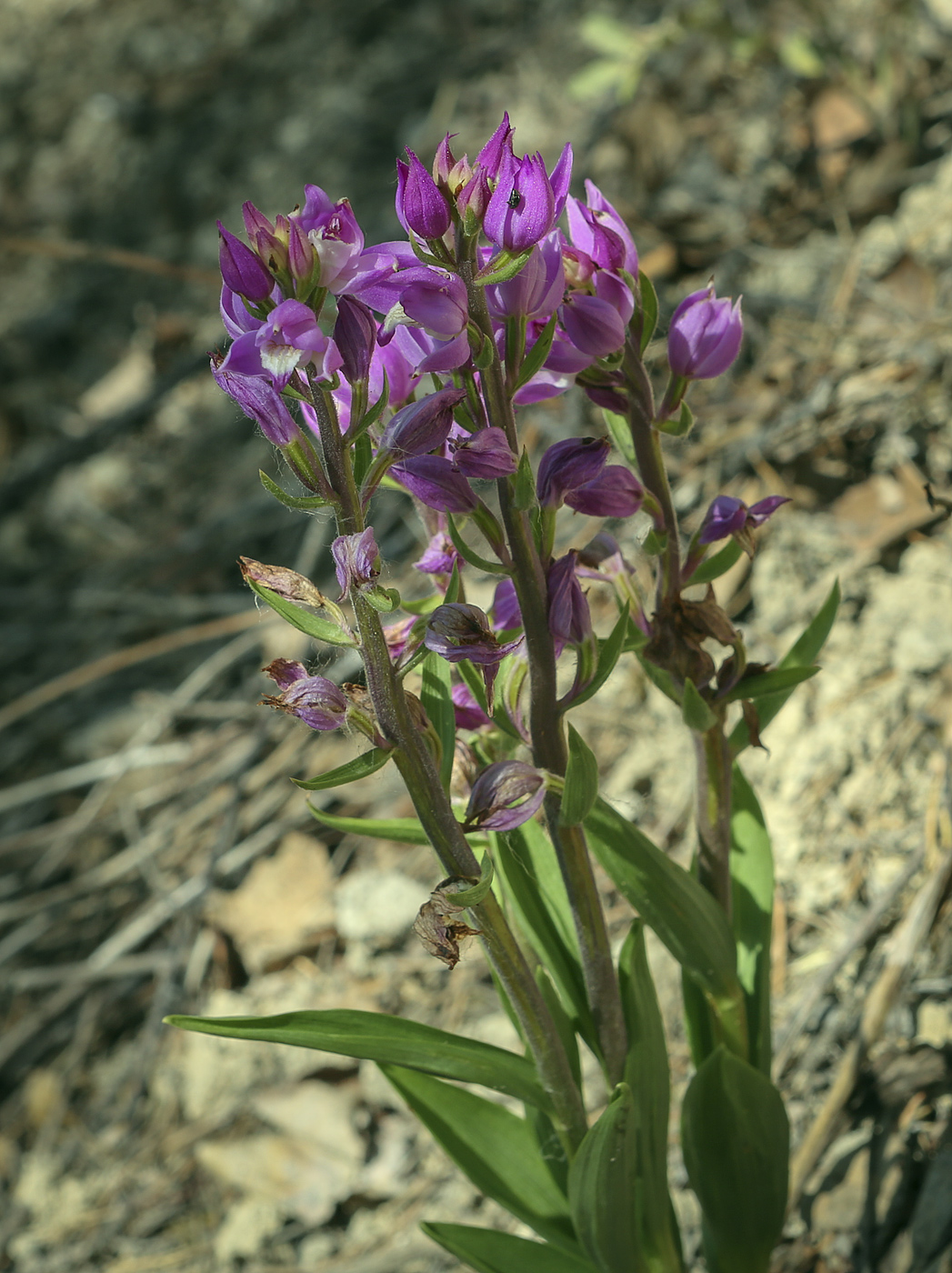 Image of Cephalanthera rubra specimen.