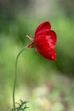 Ranunculus asiaticus. Цветок. Израиль, лес Бен-Шемен. 09.04.2022.