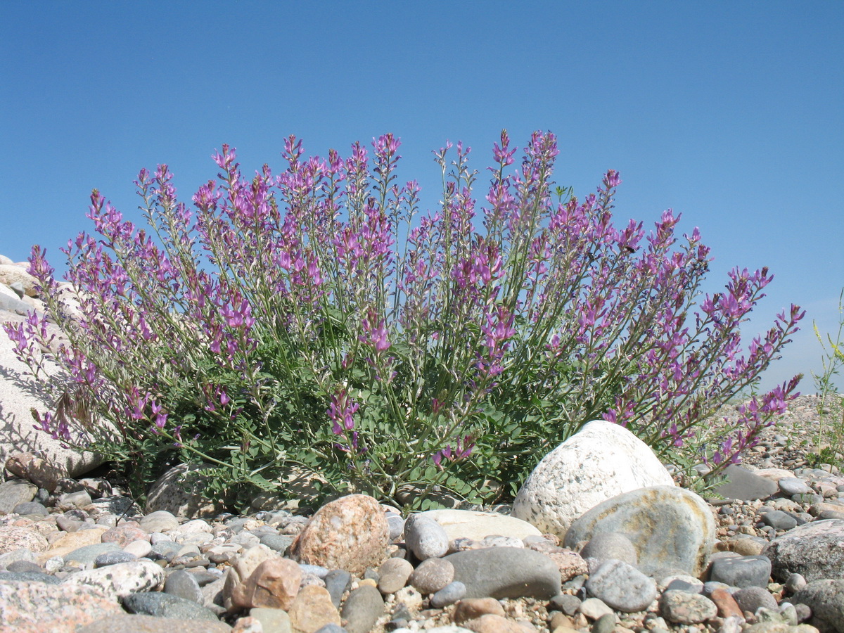 Изображение особи Oxytropis gebleriana.