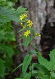 Lysimachia davurica. Верхушка цветущего растения. Приморье, окр. г. Находка, гора Памятник, скальный массив Замок, опушка дубового леса. 29.07.2021.