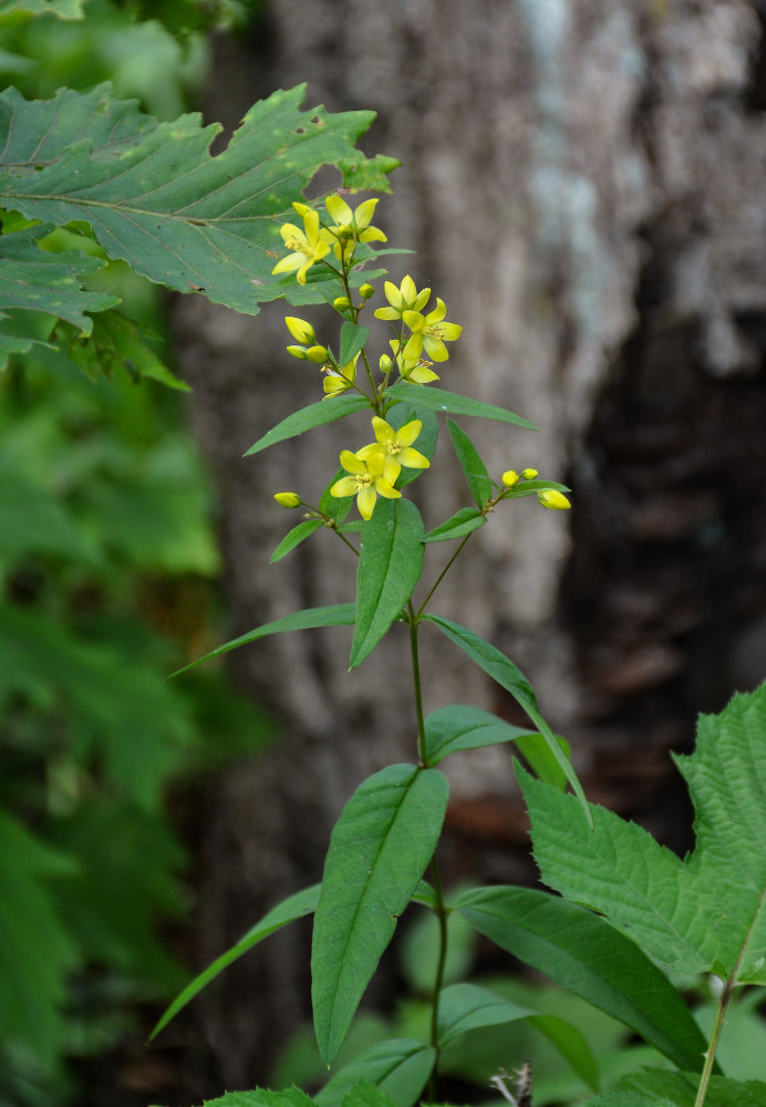 Изображение особи Lysimachia davurica.