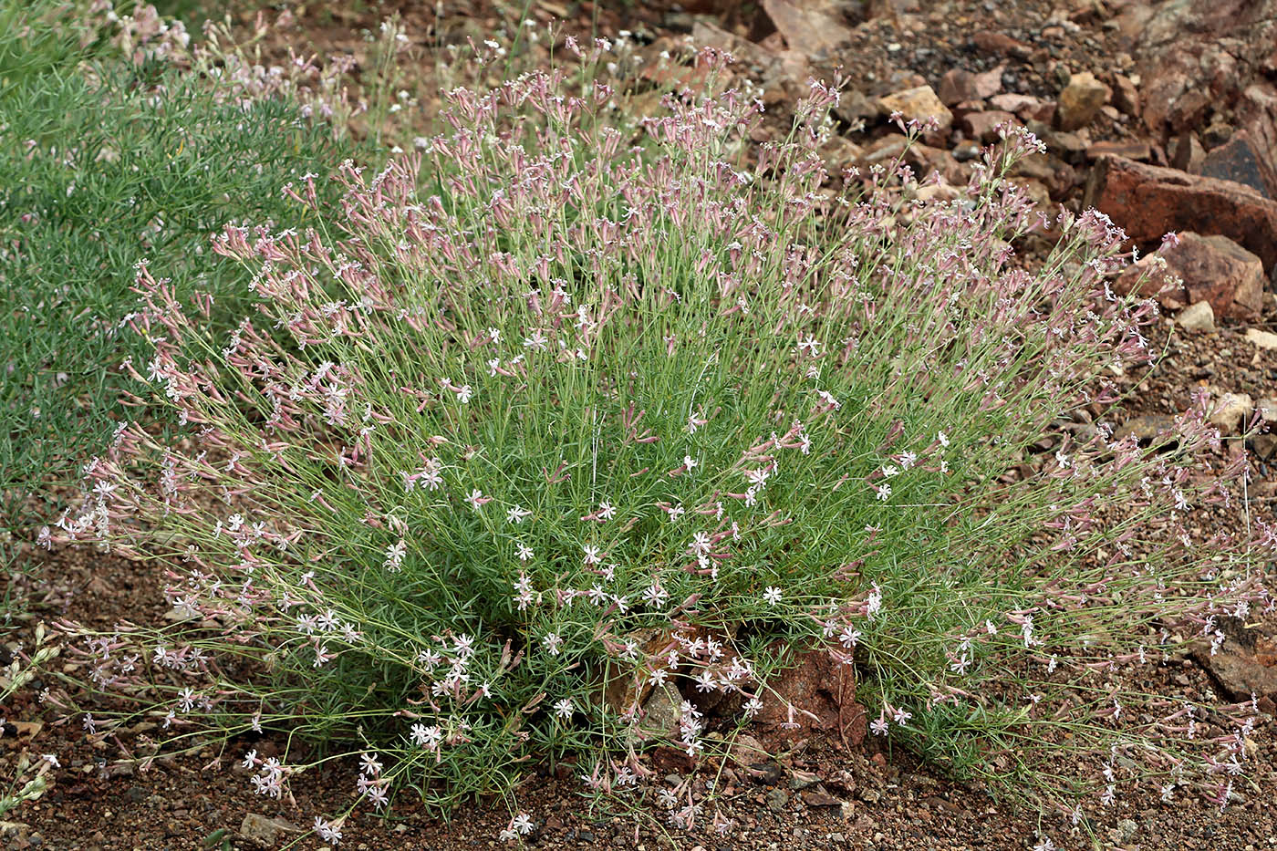 Изображение особи Silene brahuica.