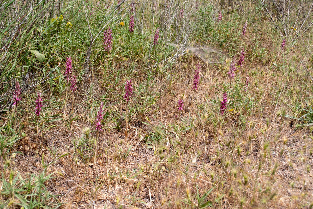 Изображение особи Anacamptis sancta.