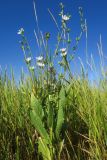 Cichorium intybus